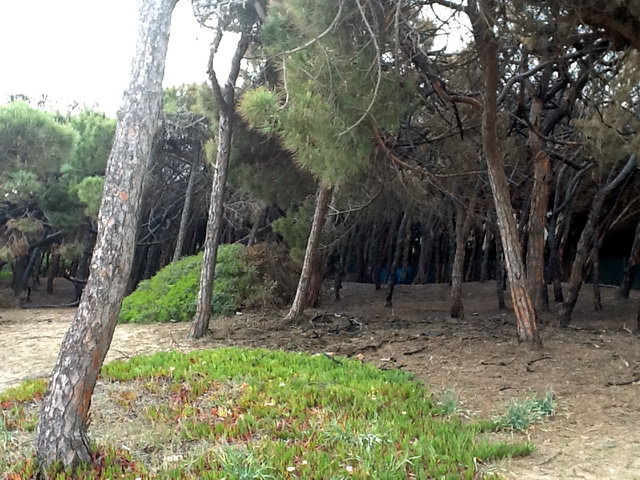 Part de la pineda de Llevant Mar (Gav� Mar) despr�s de ser cremada en dos incendis intencionats consecutius (22 Maig 2012)